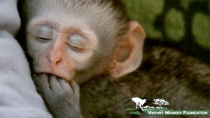Vervet Monkey Foundation news